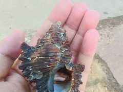 -林姐香味海鲜(丁村万人海鲜广场店)