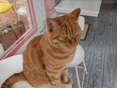 -喵屿·大理花园猫咖