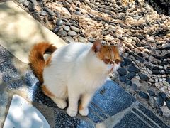 -喵屿·大理花园猫咖