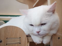 -飞行喵MR PILOT|猫舍·猫咖(静安大融城店)