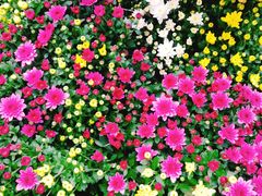 -上海市龙华烈士陵园