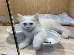 -屋虎猫馆(宝安大仟里店)