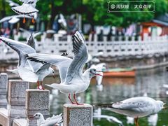 -翠湖公园
