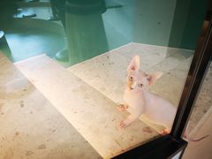 -飞行喵MR PILOT|猫舍·猫咖(静安大融城店)