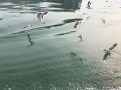 -长岛万鸟岛
