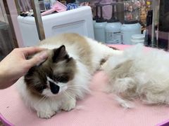 -FAELING PETS美天灵宠物(富力广场店)