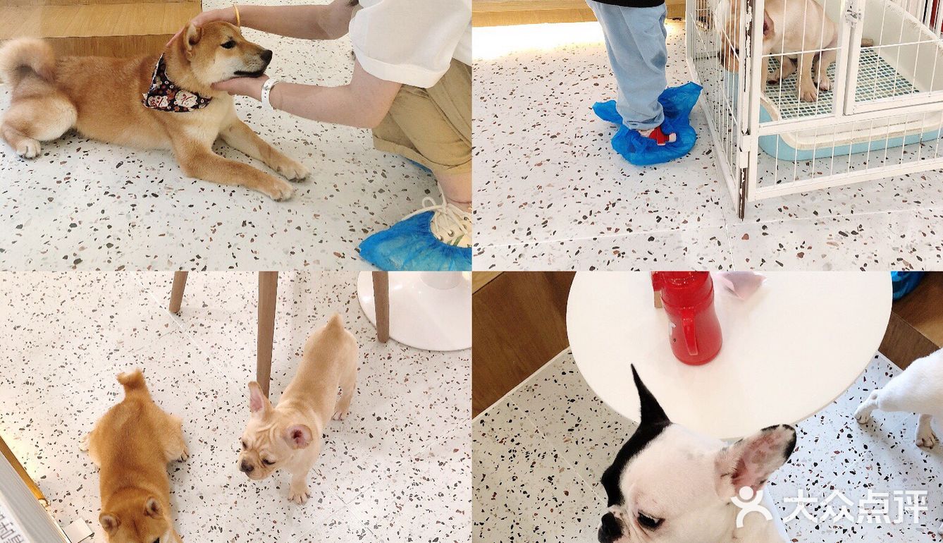 有汪在此🐶超好rua的撸狗圣地～