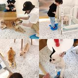 有汪在此🐶超好rua的撸狗圣地～