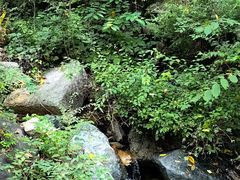 -大岭沟猕猴桃谷风景区