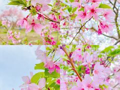 -天适樱花悠乐园