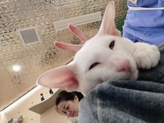 -飞行喵MR PILOT|猫舍·猫咖(静安大融城店)