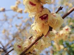 -东山雕花楼
