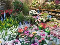 -双季花艺园艺市场(浦东店)