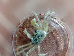 -西涌国际滨海旅游区