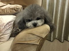 -BABYDOG宝贝狗宠物乐园(欧洲城店)