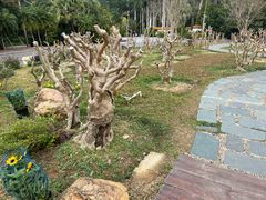 -深圳仙湖植物园