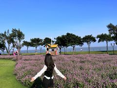 -野狸岛