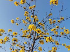 -天适樱花悠乐园