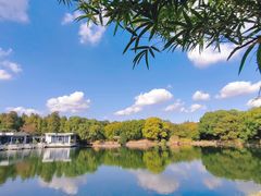 -上海共青森林公园