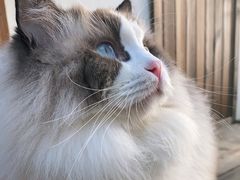 -喵屿·大理花园猫咖