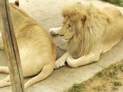 -新疆天山野生动物园