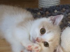-猫猫幼稚园·撸猫·桌游·电玩