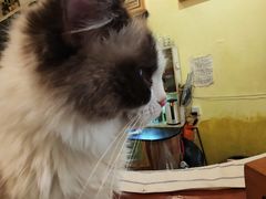 -猫色咖啡·猫咖