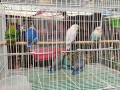 -曲阳花鸟市场(曲阳路店)