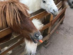 -昆明动物园