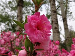 -海棠花溪(元大都城垣遗址公园)