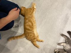 -猫儿山۰猫主题餐厅