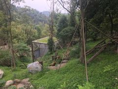 -都江堰中华大熊猫苑