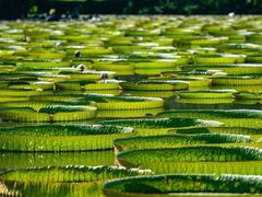 -西双版纳原始森林公园