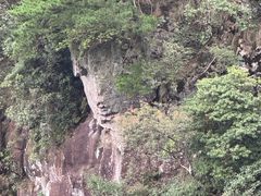 -天目山大树王景区
