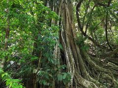 -中国科学院西双版纳热带植物园