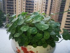 -然一素食餐厅(马利来广场店)