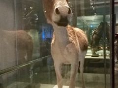 -青藏高原自然博物馆