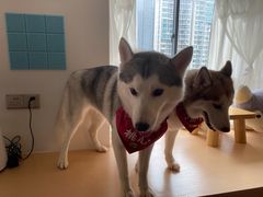 -Husky Go! 哈士奇体验馆·宠物咖啡厅狗咖