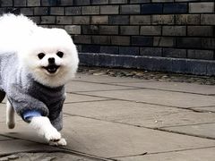 -祖传苏油糕