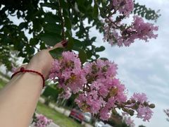 -武汉紫薇都市田园