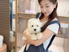 -翊宠yipet猫狗购宠庄园犬舍•猫舍