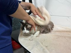 -萌兽医馆·宠物医院·猫骨科(创景店)