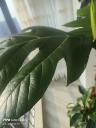 -HEYAN荷妍专业脱毛连锁机构