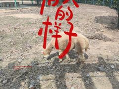 -无锡动物园·太湖欢乐园