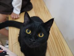 -李小姐の猫咖啡馆(五角场店)