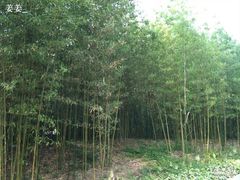 -紫竹院公园冰场