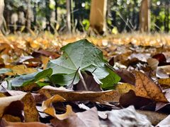 -上海共青森林公园