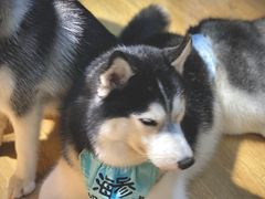 -Husky Go! 哈士奇体验馆·宠物咖啡厅狗咖
