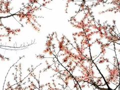 -木塔寺遗址生态公园