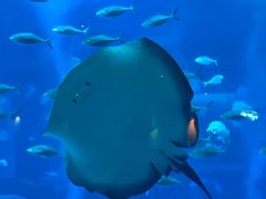 -新加坡海洋生态馆